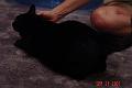 Local friendly Caltech black cat 2